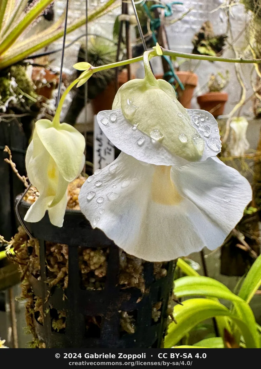 Alpine Bladderwort (Utricularia alpina)