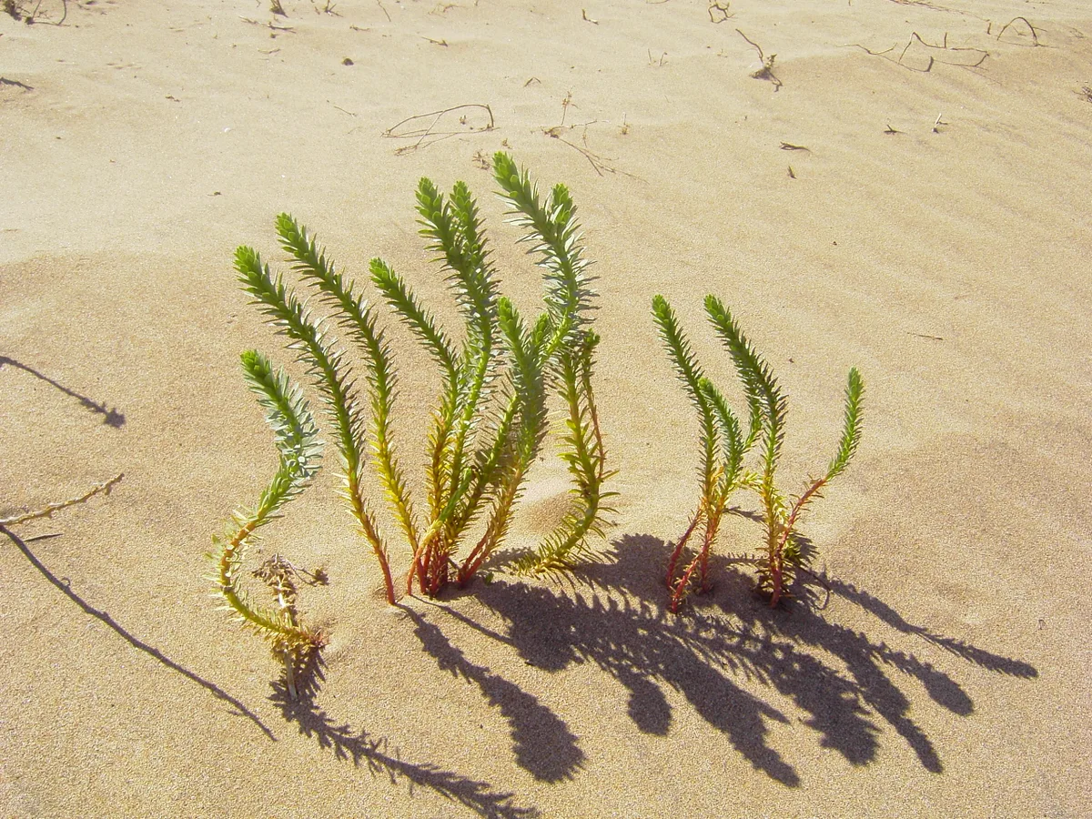 Rainbow Plant