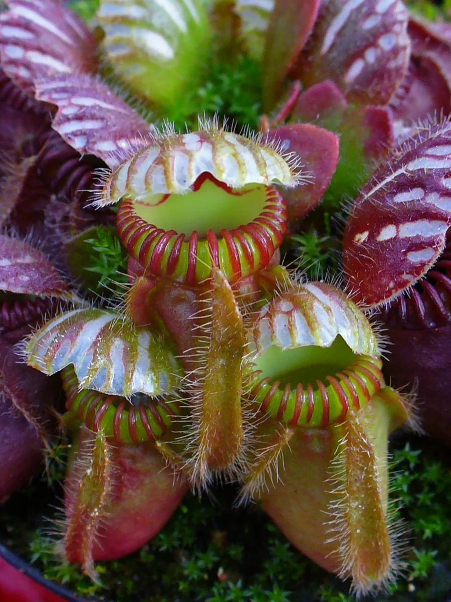 Australian Pitcher Plant (Cephalotus follicularis var. follicularis)