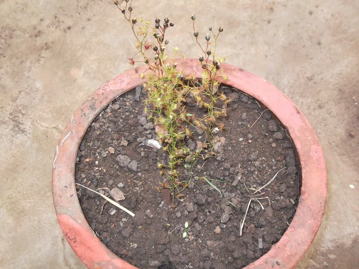 Shield Sundew (Drosera peltata)