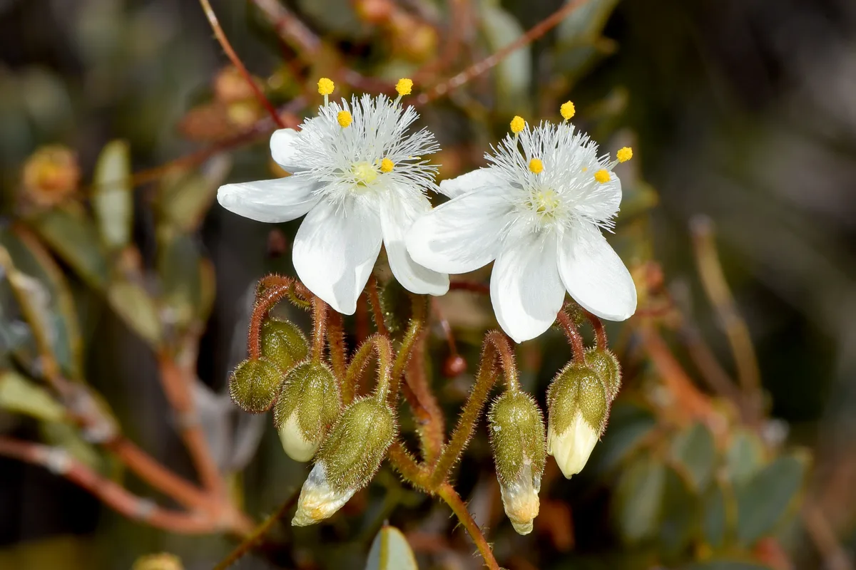 Pale Sundew