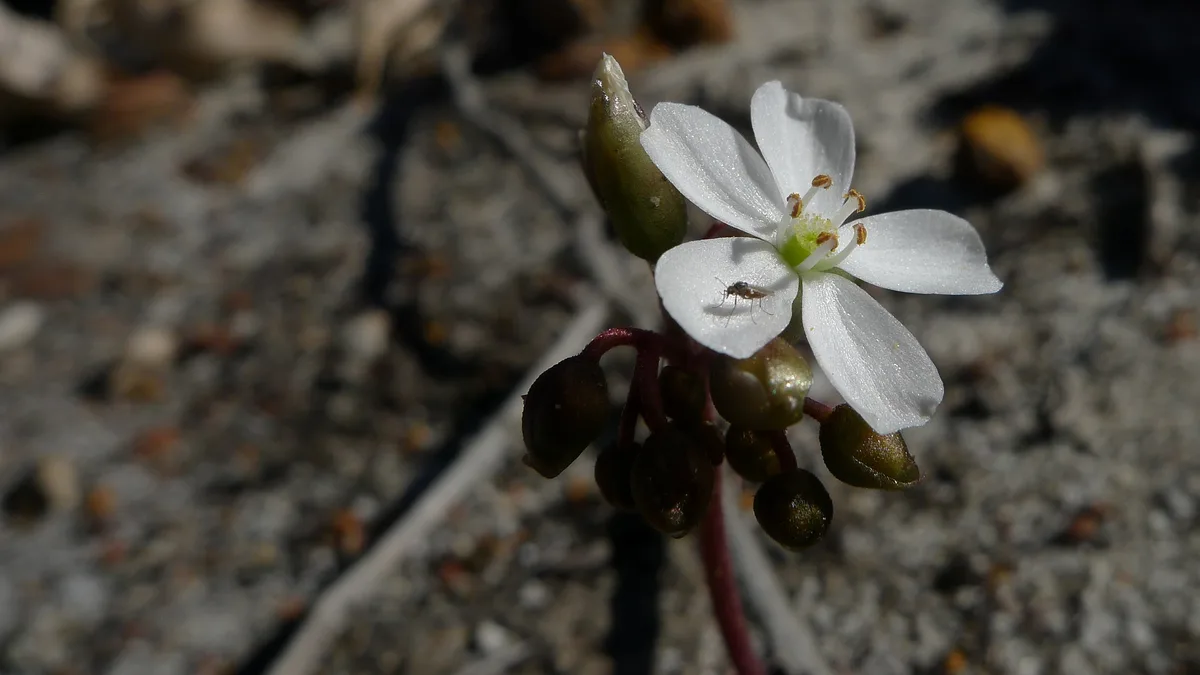 Rosetted Sundew (Drosera erythrorhiza)