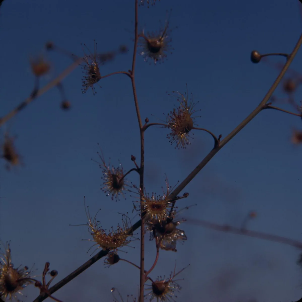 Giant Sundew (Drosera gigantea)