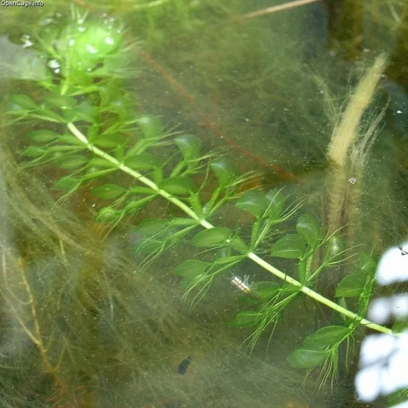 Waterwheel Plant