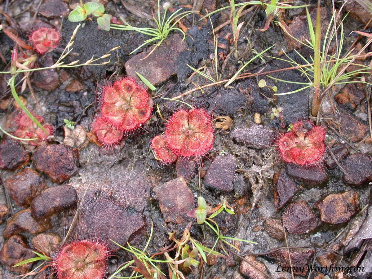 Tropical Sundew (Drosera burmannii)