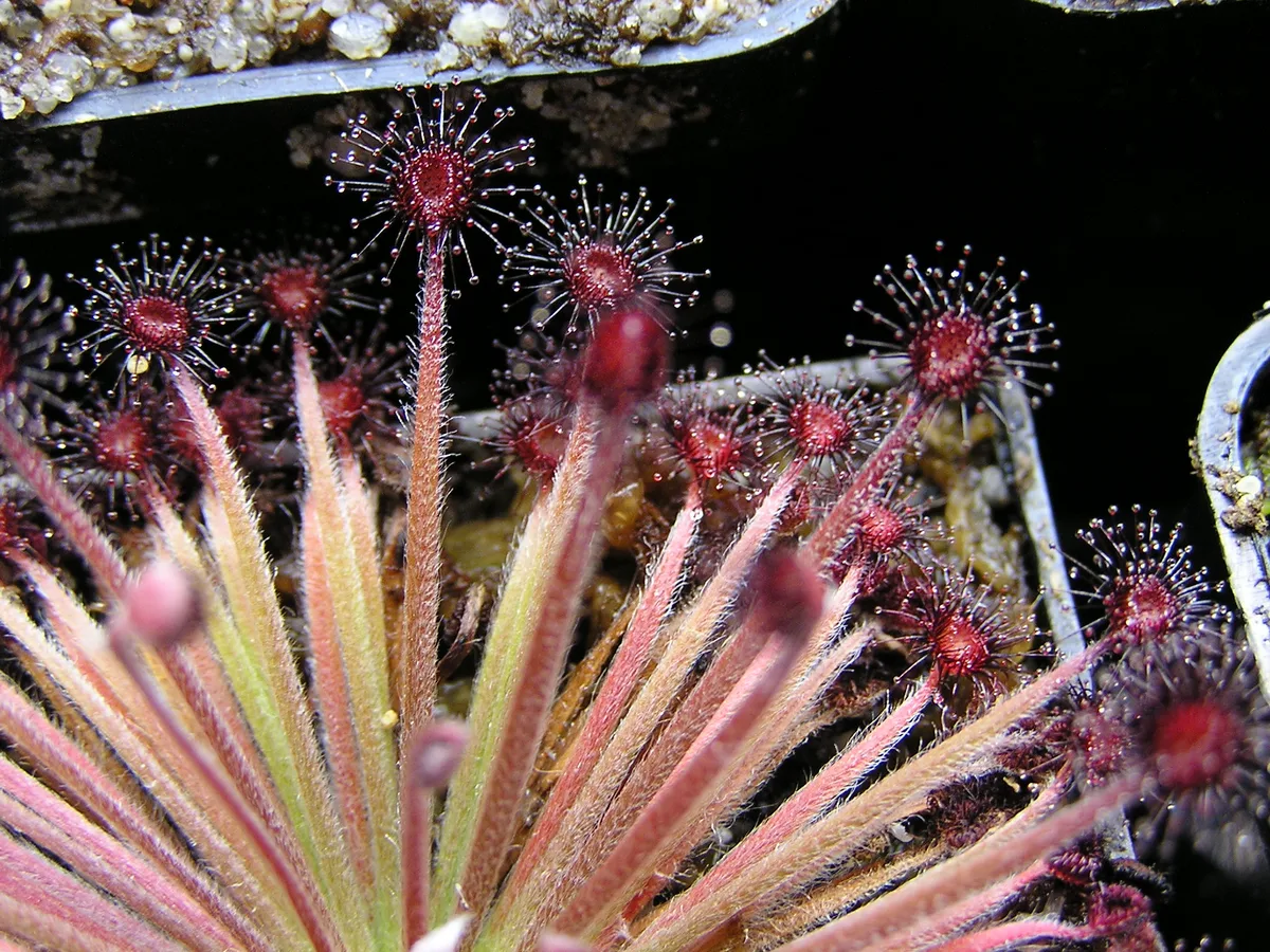 Lanata Sundew (Drosera lanata)