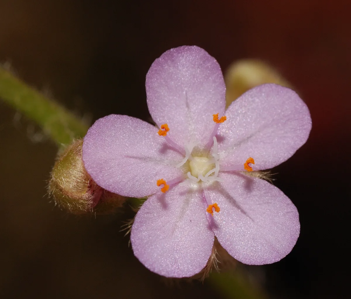 Petolaris Sundew