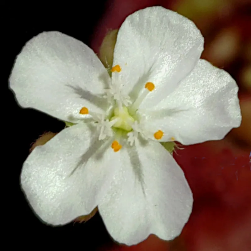 Falcon Sundew (Drosera falconeri)