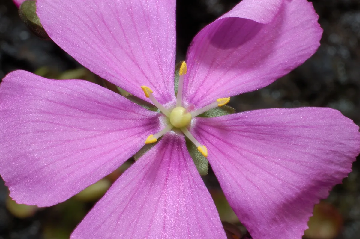 Hamiltons Sundew