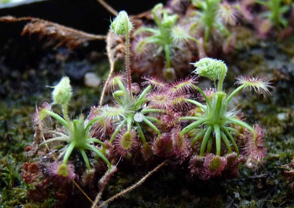 Rosy Sundew (Drosera roseana)