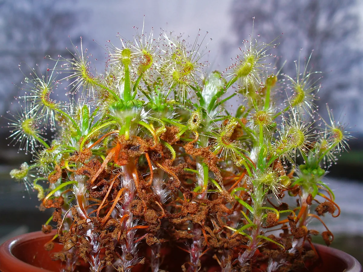 Scorpioid Sundew (Drosera scorpioides)