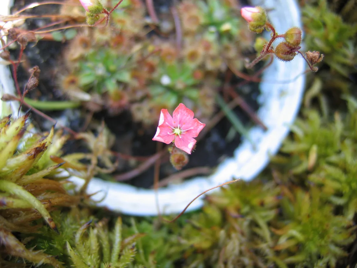 Dwarf Sundew (Drosera pulchella)