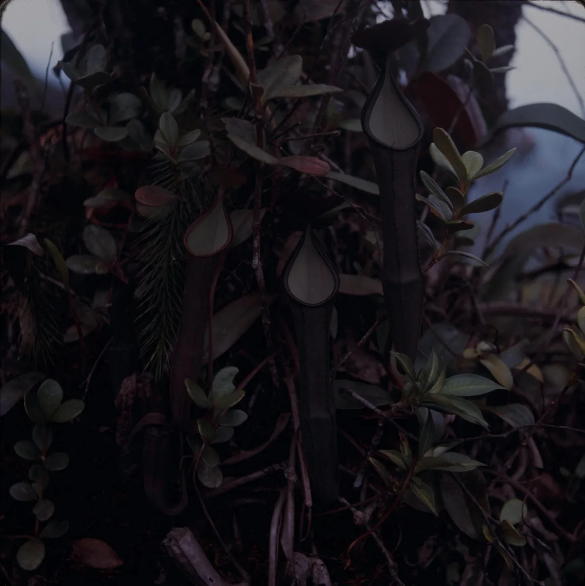 Nepenthes Ramispina