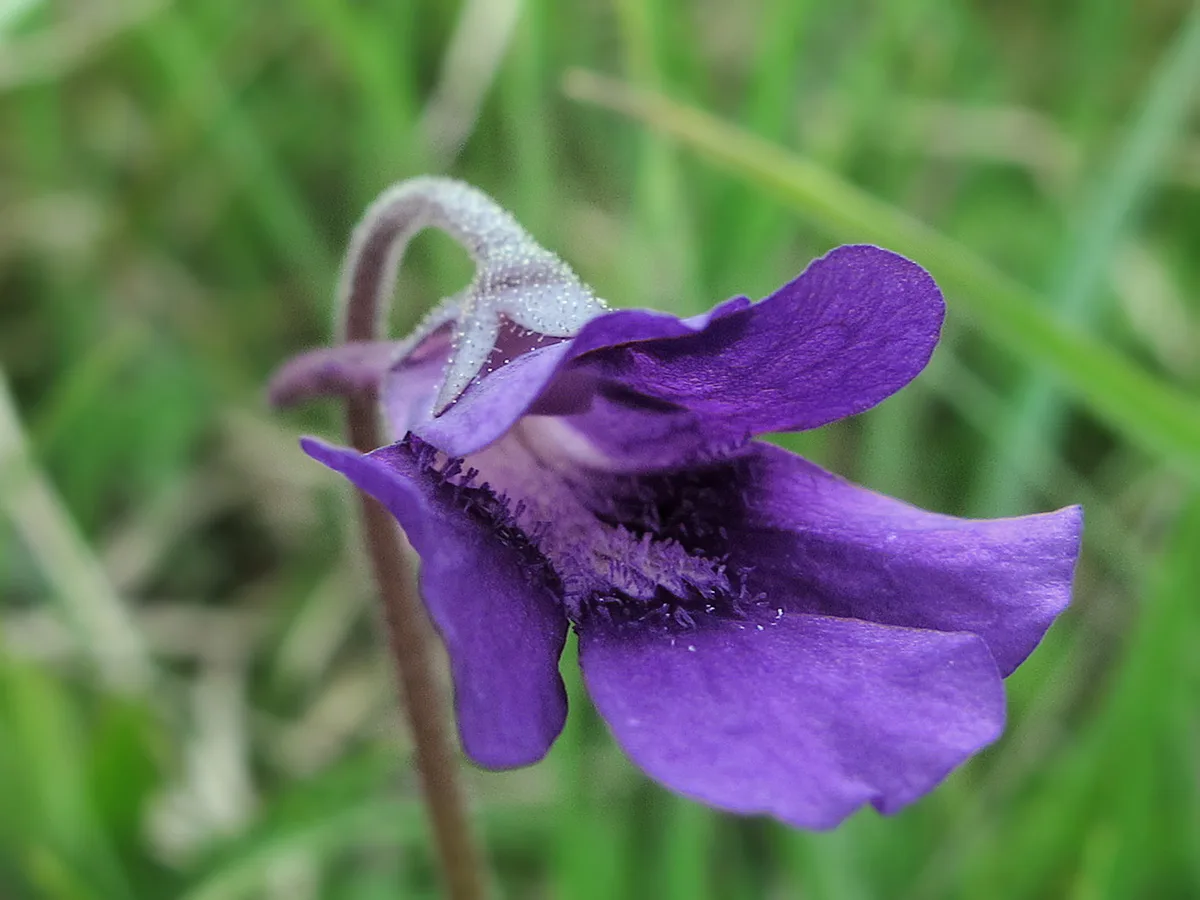 Large-flowered Butterwort (Pinguicula grandiflora)