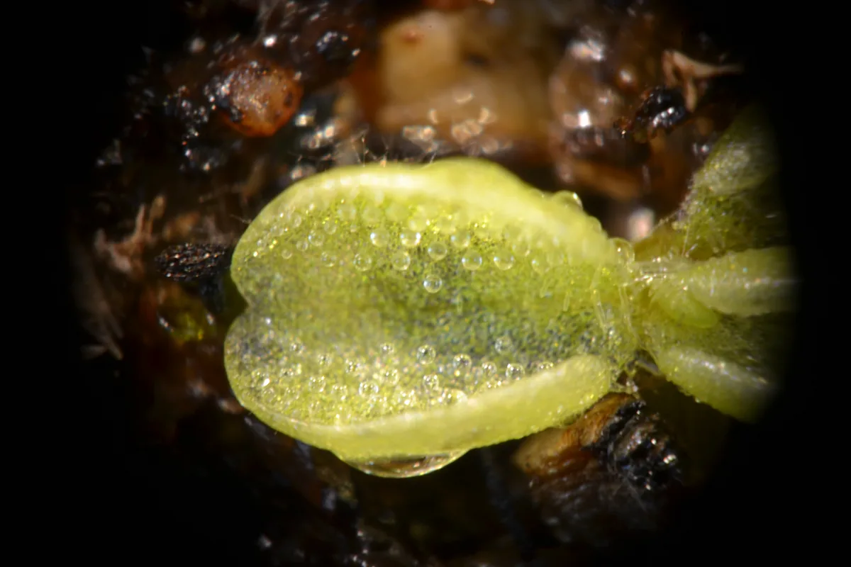 Pale Butterwort (Pinguicula lusitanica)