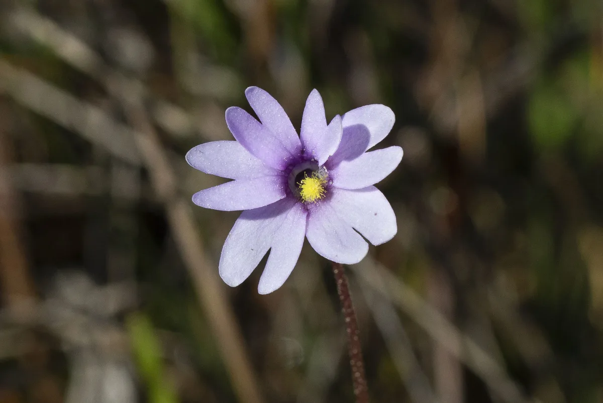 Godfreys Butterwort