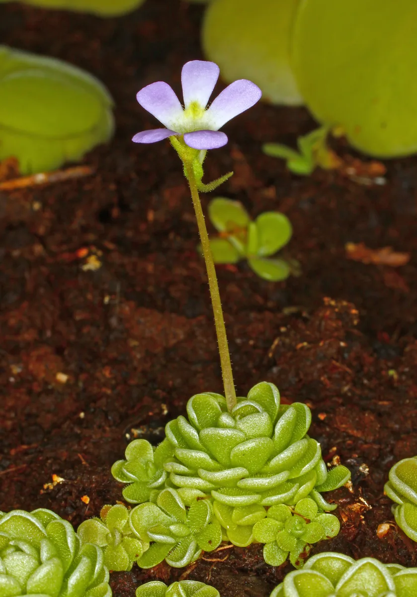 Essers Butterwort (Pinguicula esseriana)