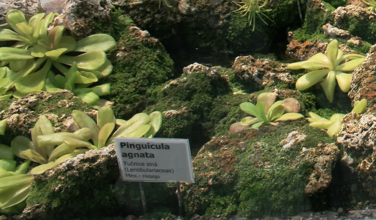 Agnata Butterwort