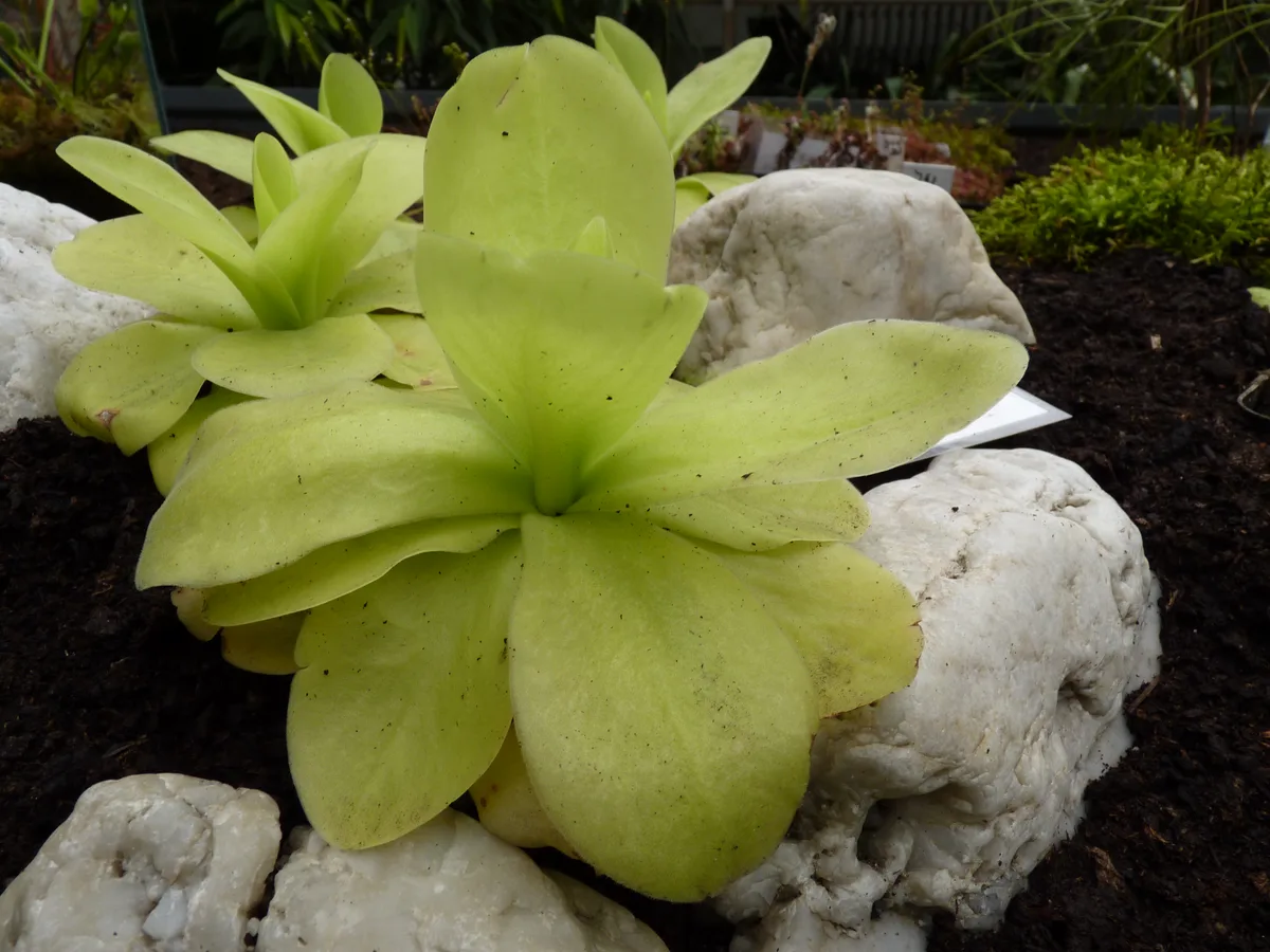 Giant Butterwort