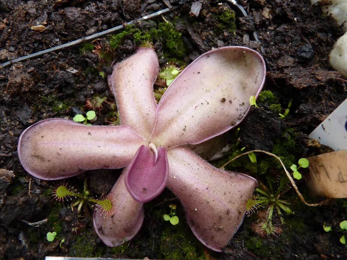 Laueana Butterwort