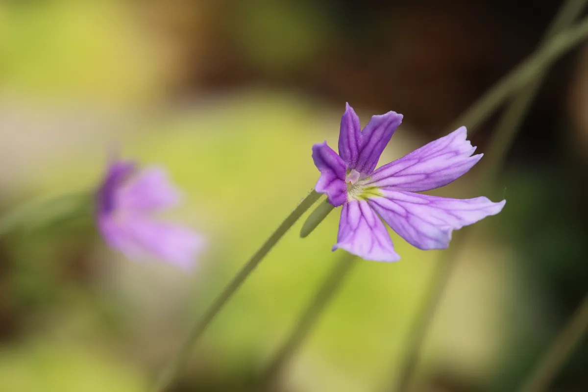Notched Butterwort (Pinguicula emarginata)