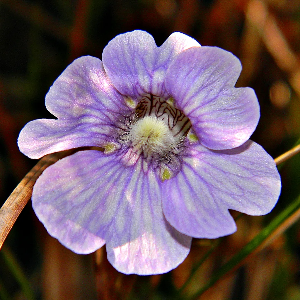 Blue Butterwort
