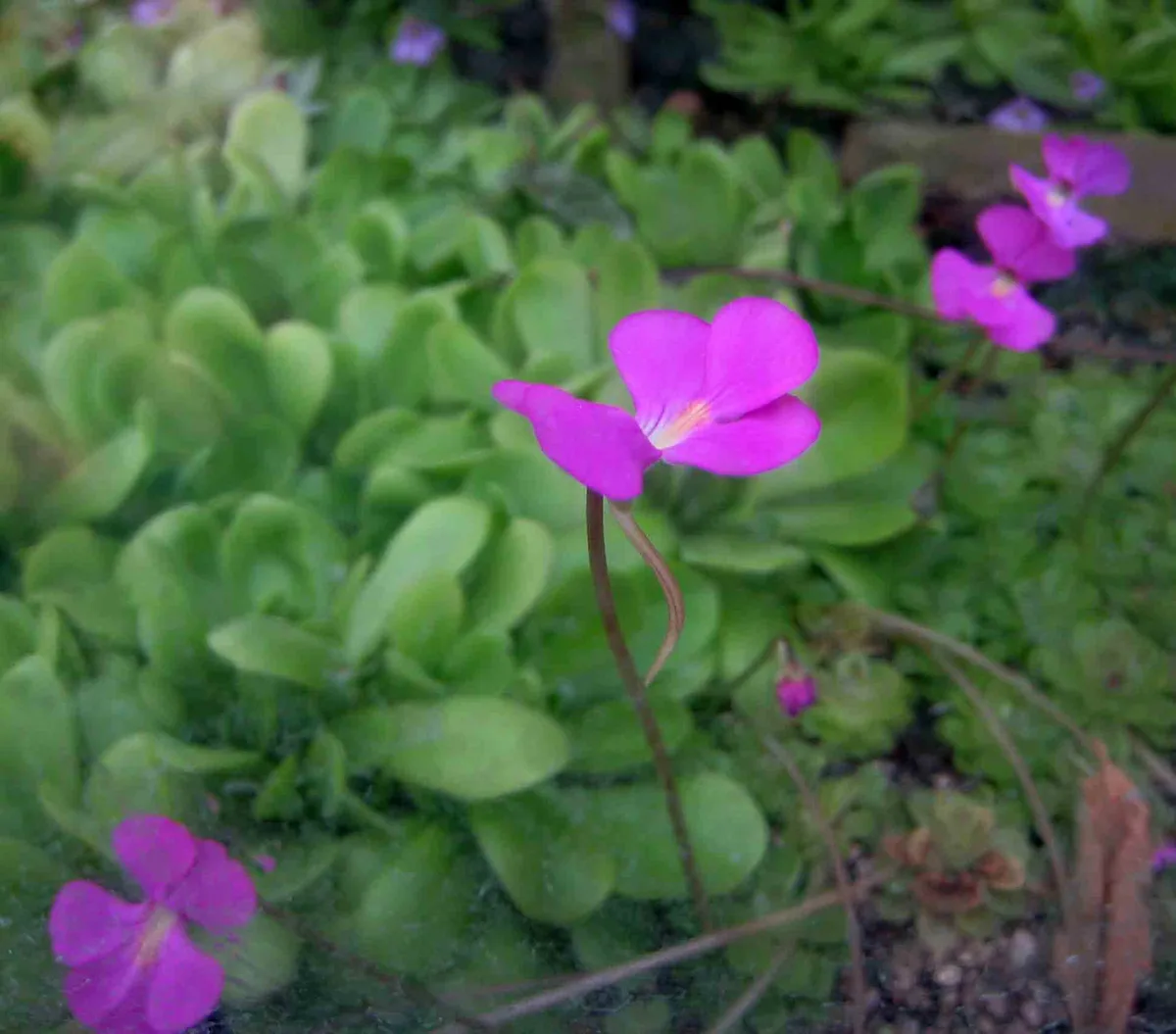 Ehlers Butterwort (Pinguicula ehlersiae)