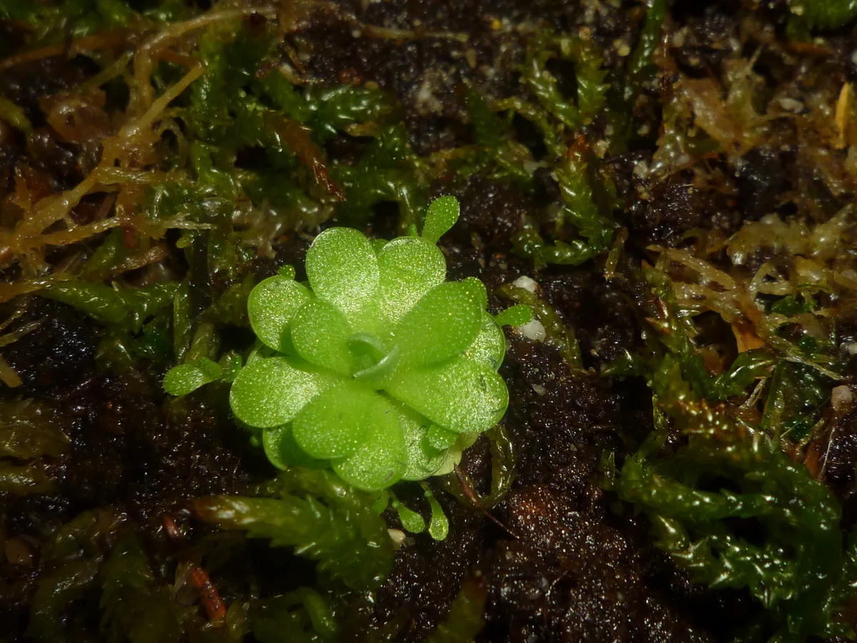 Jaumave Butterwort (Pinguicula jaumavensis)