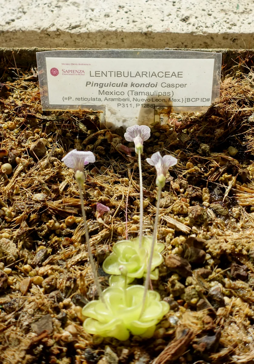 Kondo Butterwort (Pinguicula kondoi)