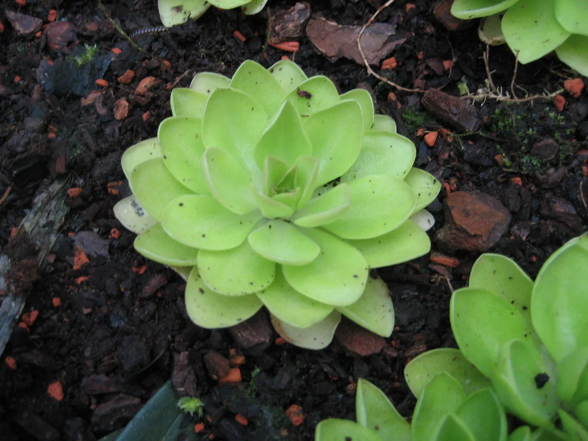 Rectifolia Butterwort (Pinguicula rectifolia)