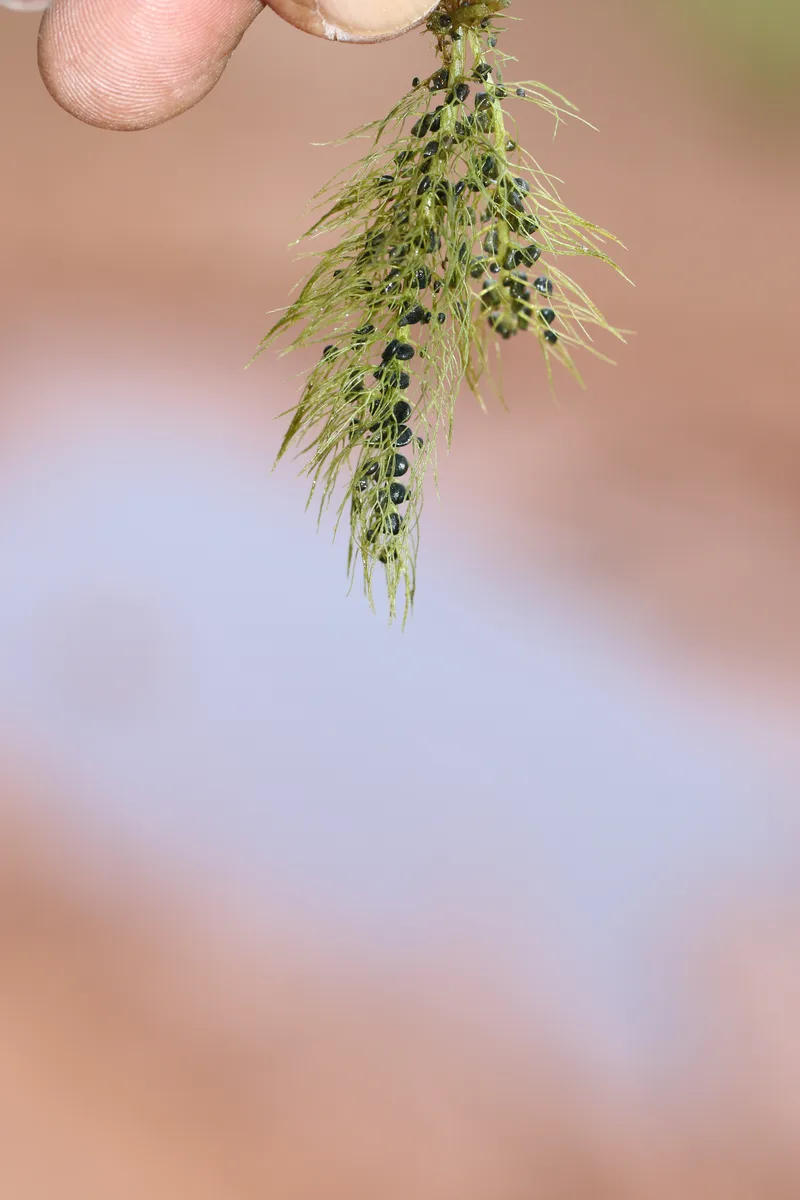 Golden Bladderwort