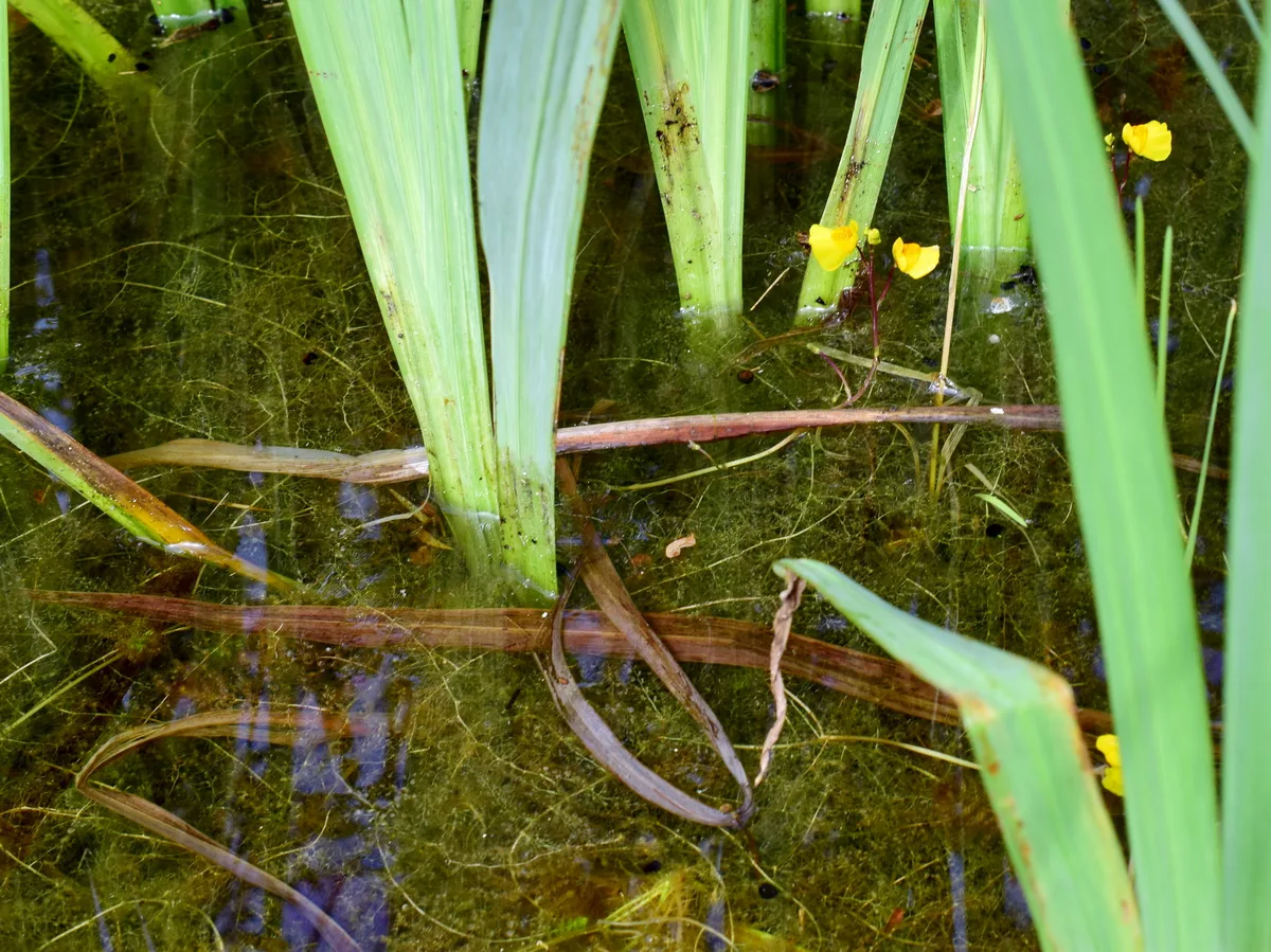 Southern Bladderwort