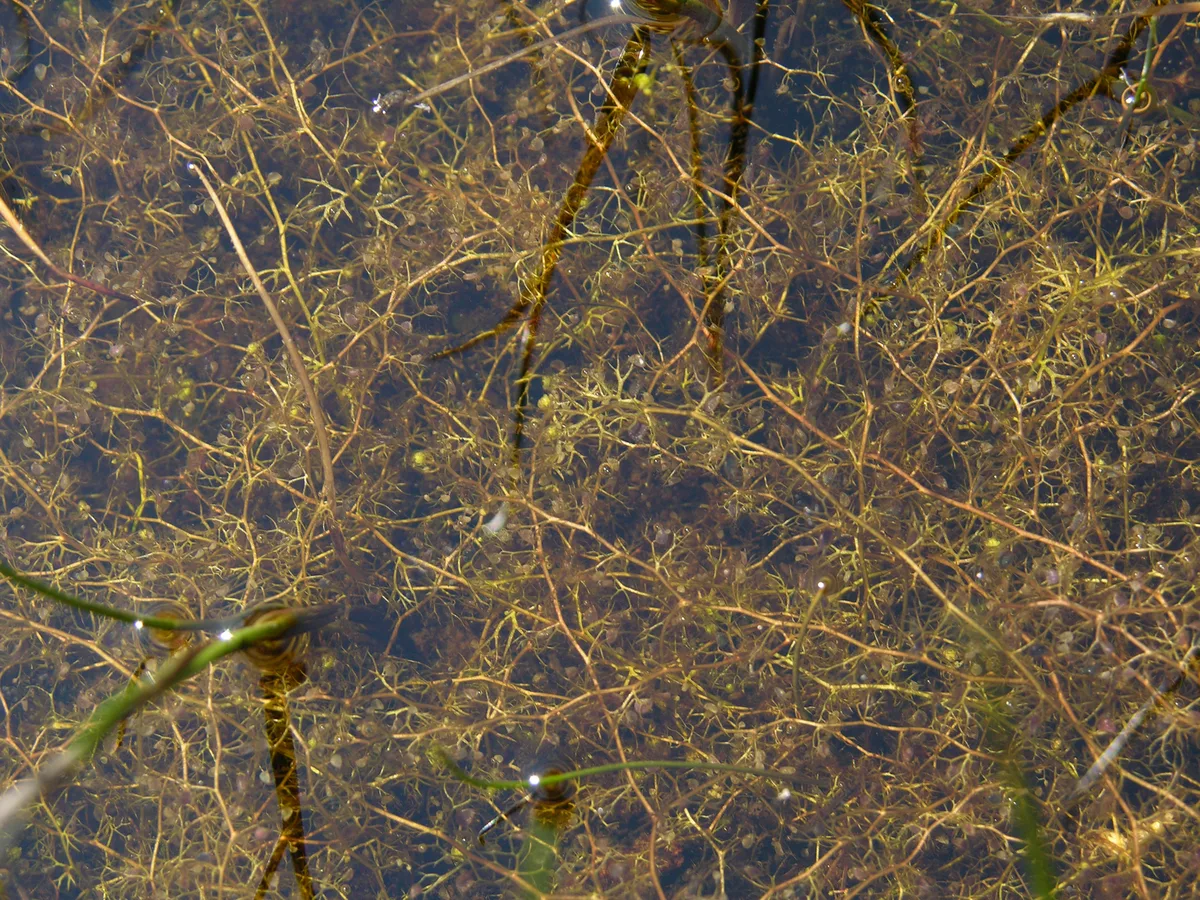 Lesser Bladderwort