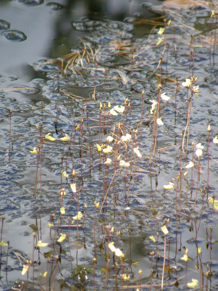 Intermediate Bladderwort (Utricularia intermedia)
