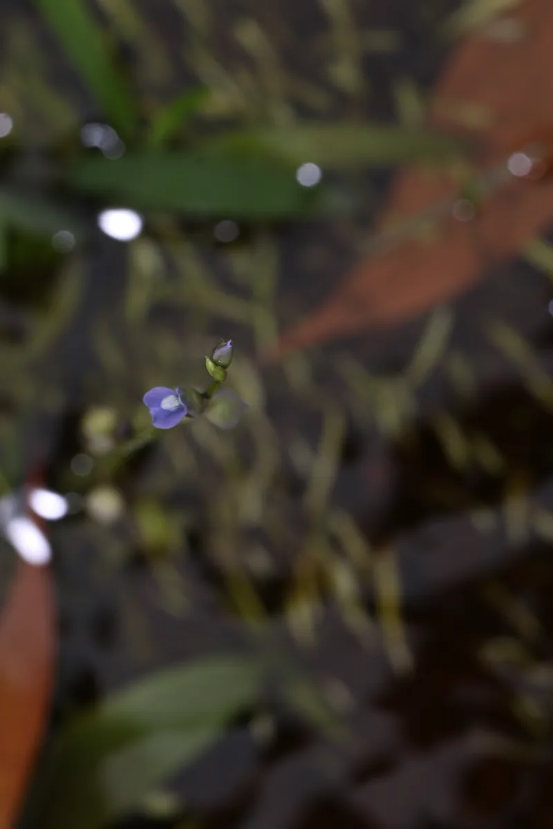 Grass-leaved Bladderwort (Utricularia graminifolia)
