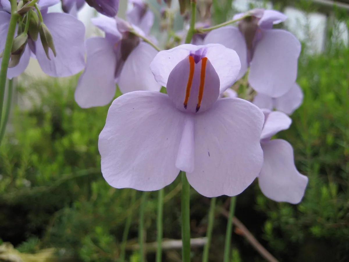 Kidney-leaved Bladderwort (Utricularia reniformis)