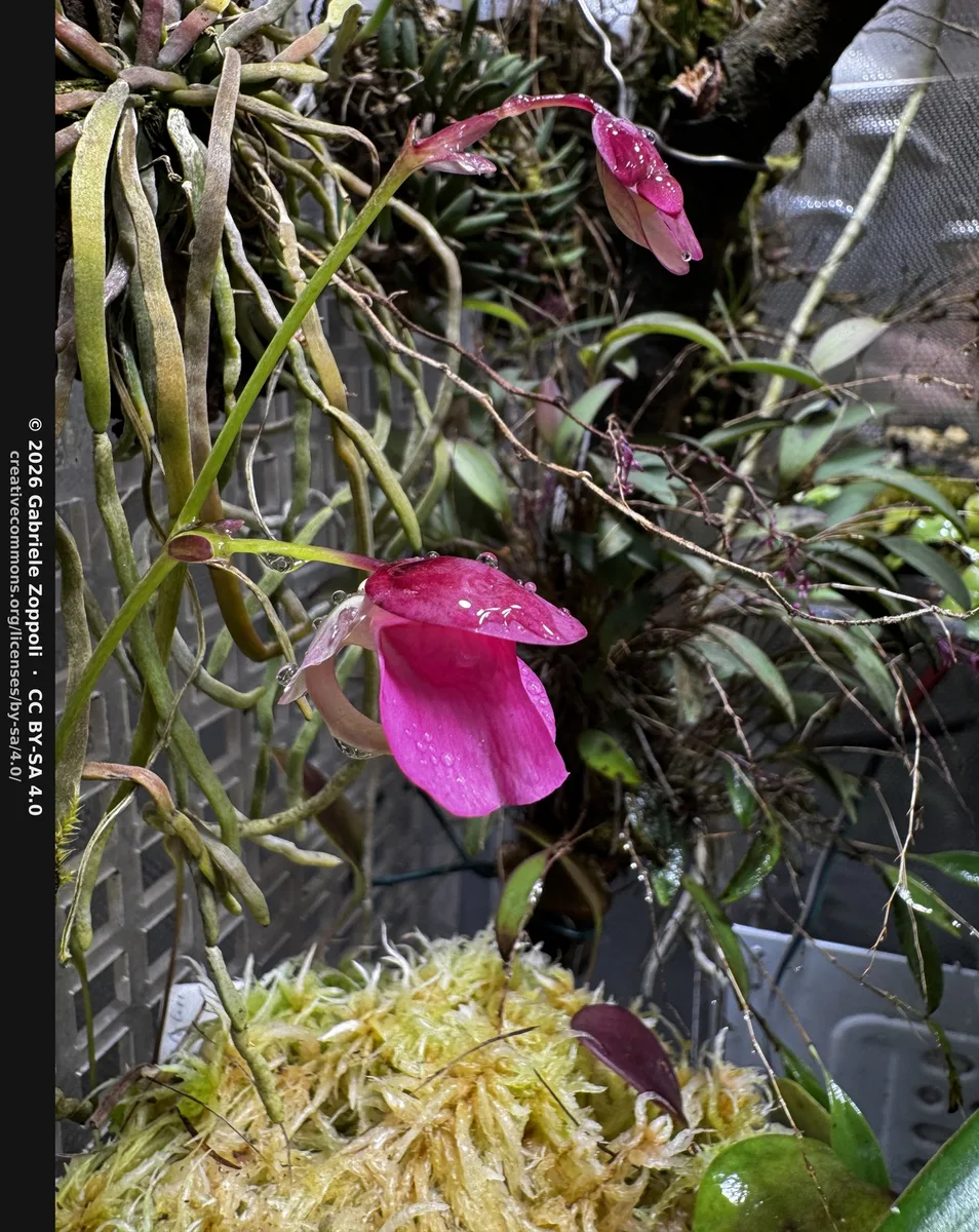 Quelchs Bladderwort (Utricularia quelchii)