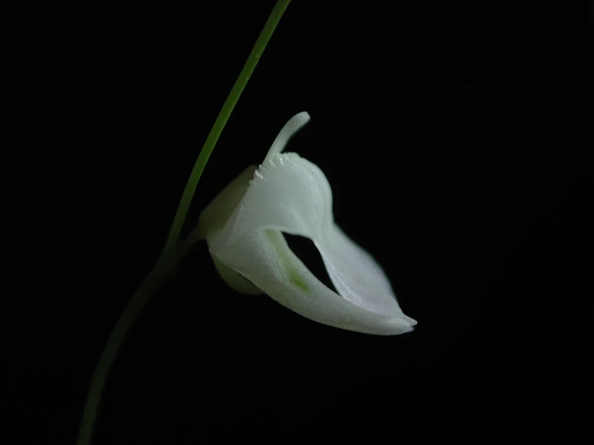Pale Bladderwort (Utricularia livida)