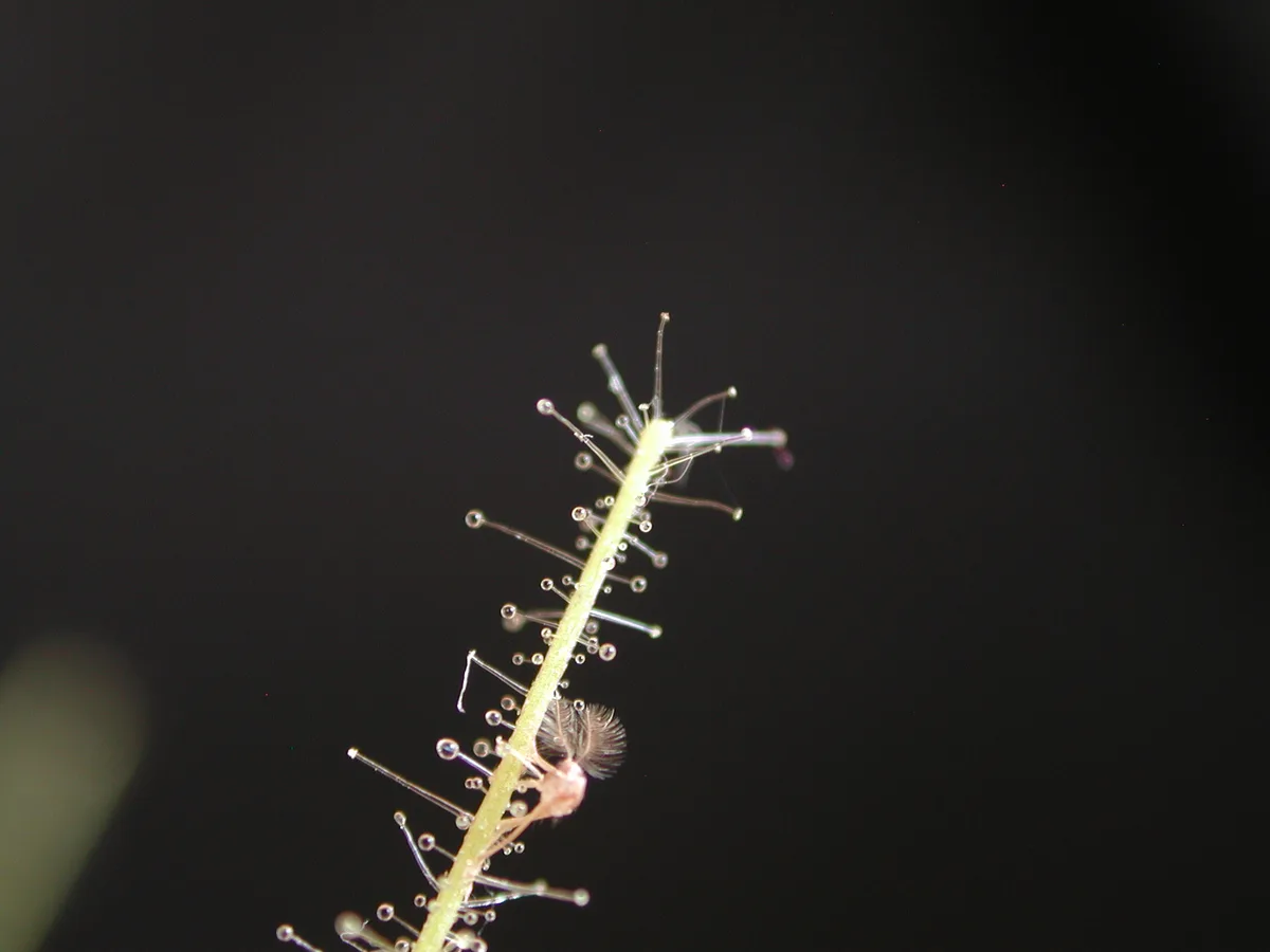 Thread-leaved Rainbow Plant (Byblis filifolia)