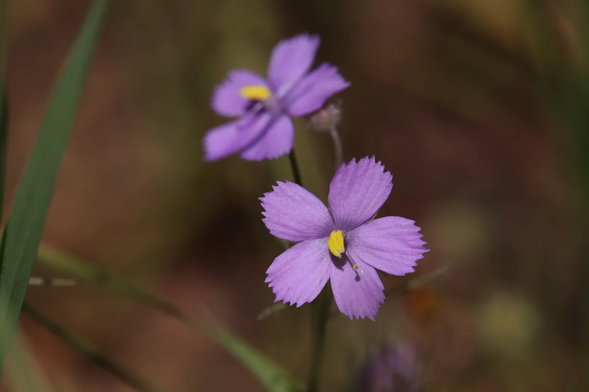Rorida Rainbow Plant (Byblis rorida)