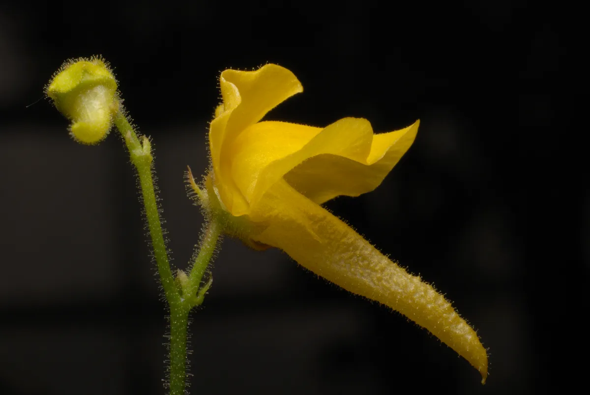 Golden Corkscrew Plant (Genlisea aurea)