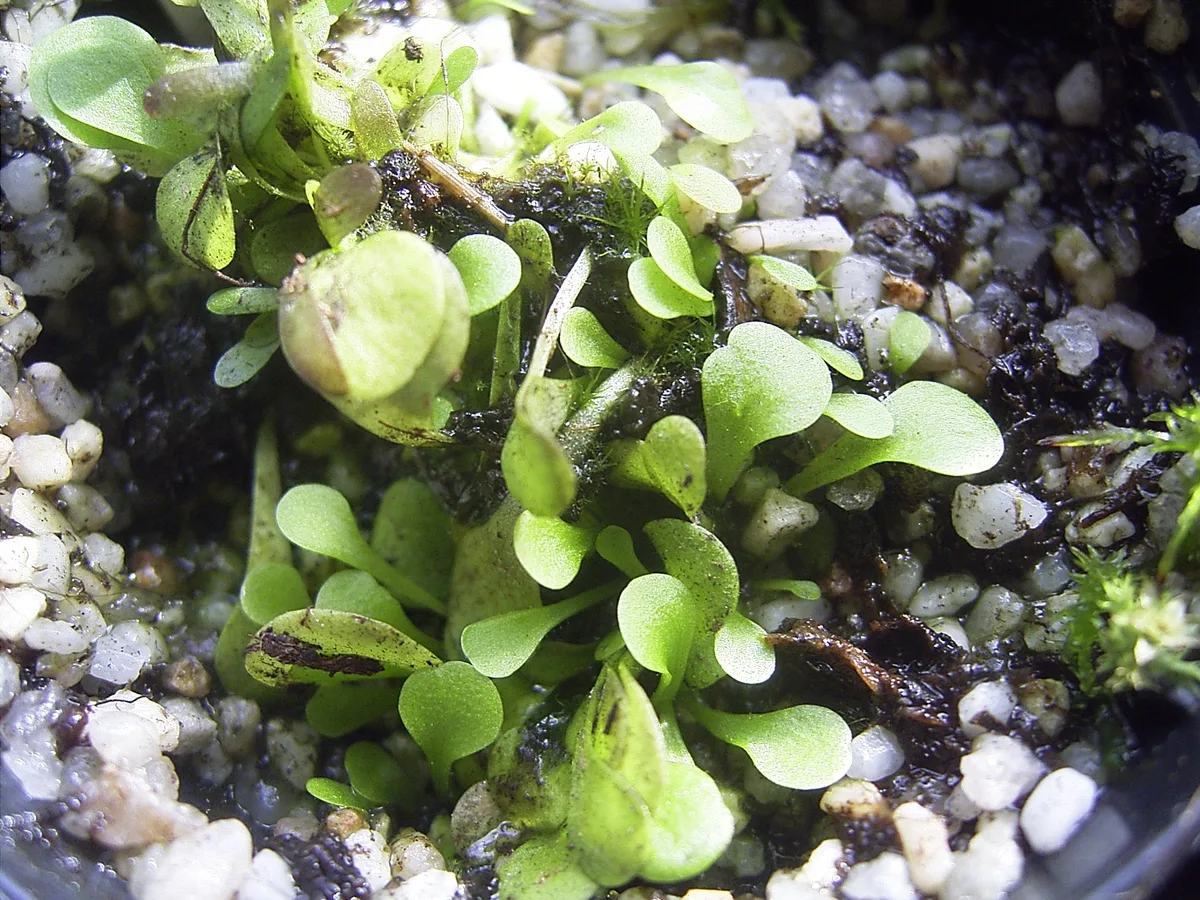 Violet Corkscrew Plant (Genlisea violacea)