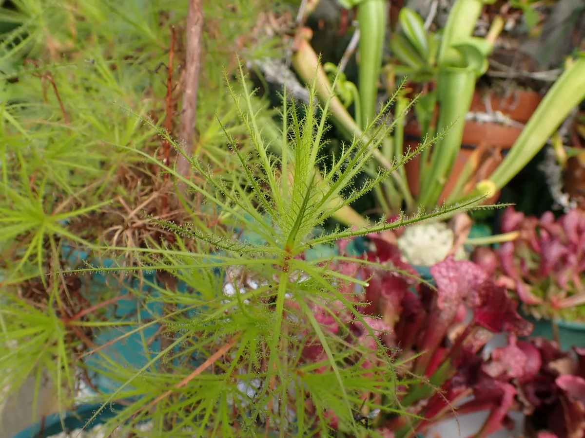 Dentate Dewstick (Roridula dentata)