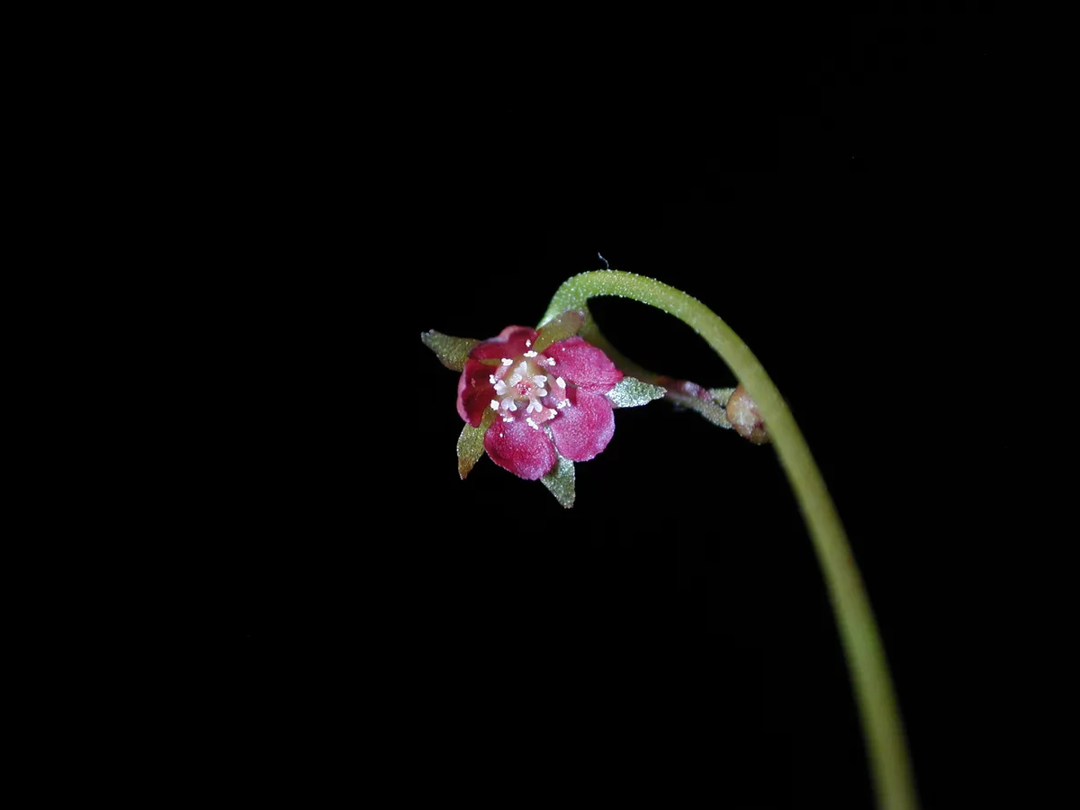 Proliferous Sundew (Drosera prolifera)