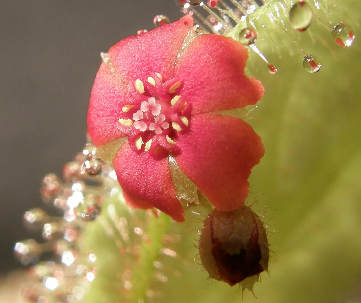 Shaded Sundew (Drosera schizandra)