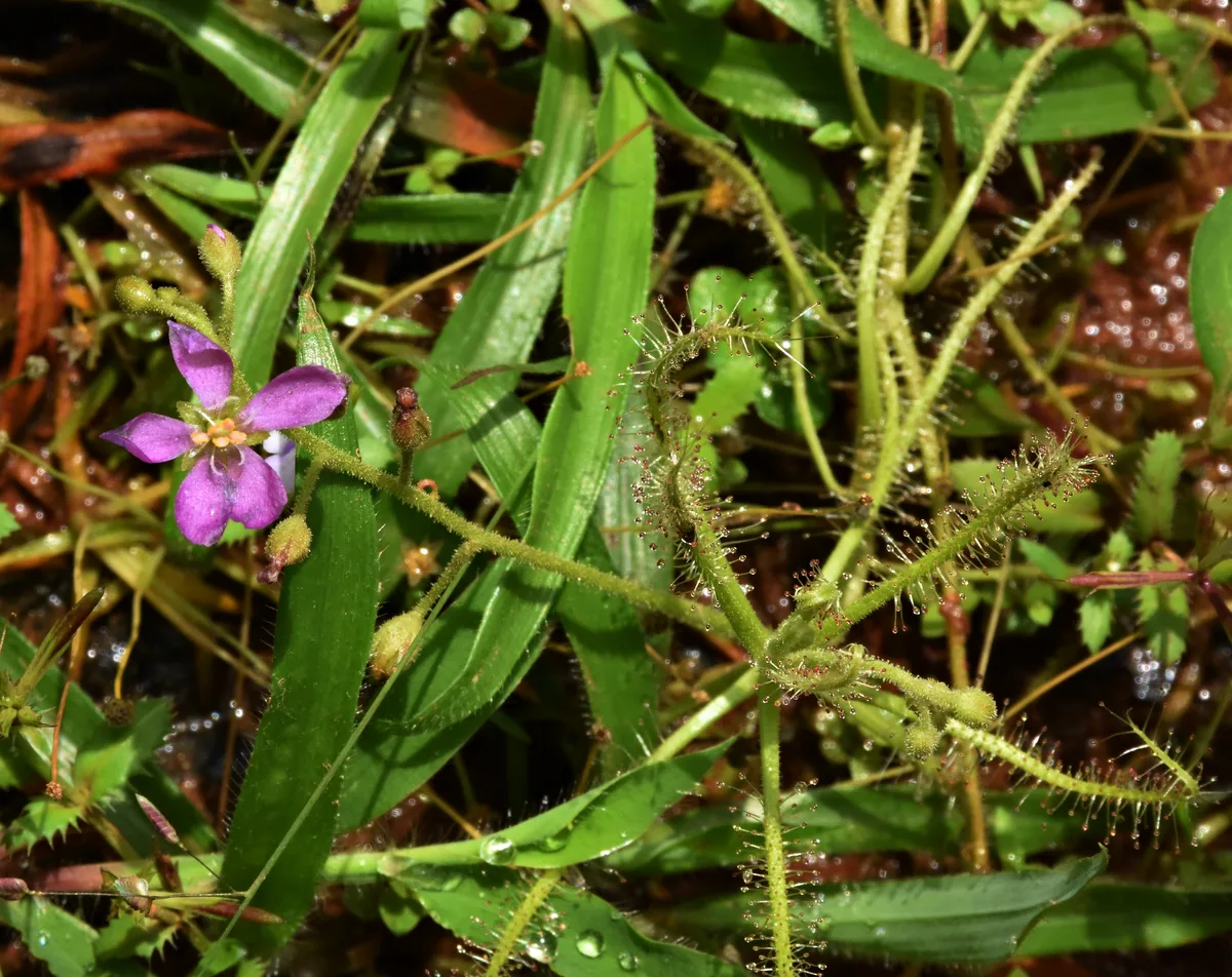 Indian Sundew