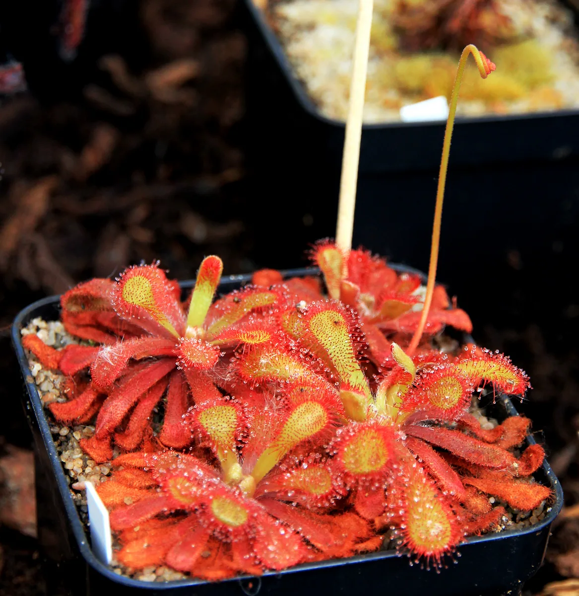 Venusta Sundew
