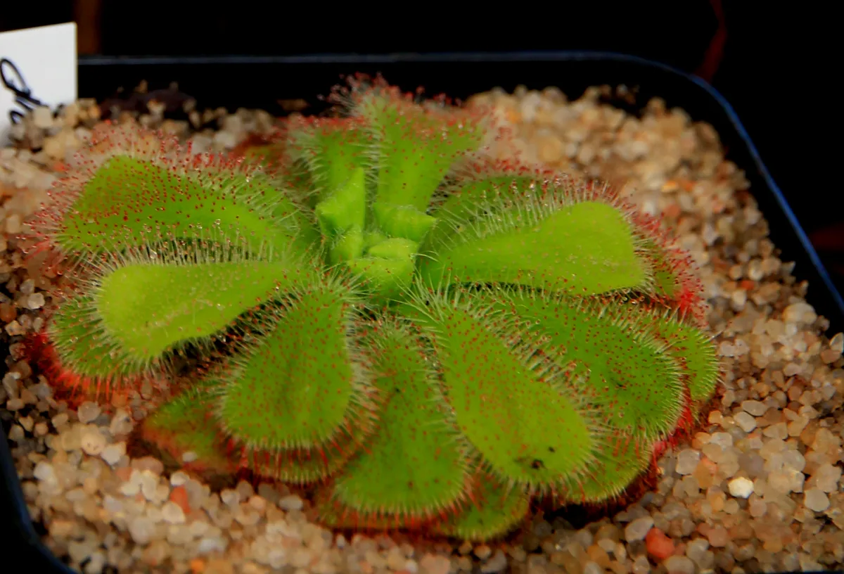Wedge-leaved Sundew