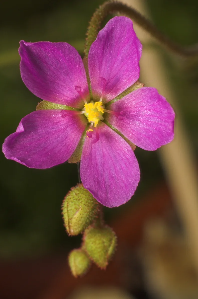 Collins Sundew (Drosera collinsiae)
