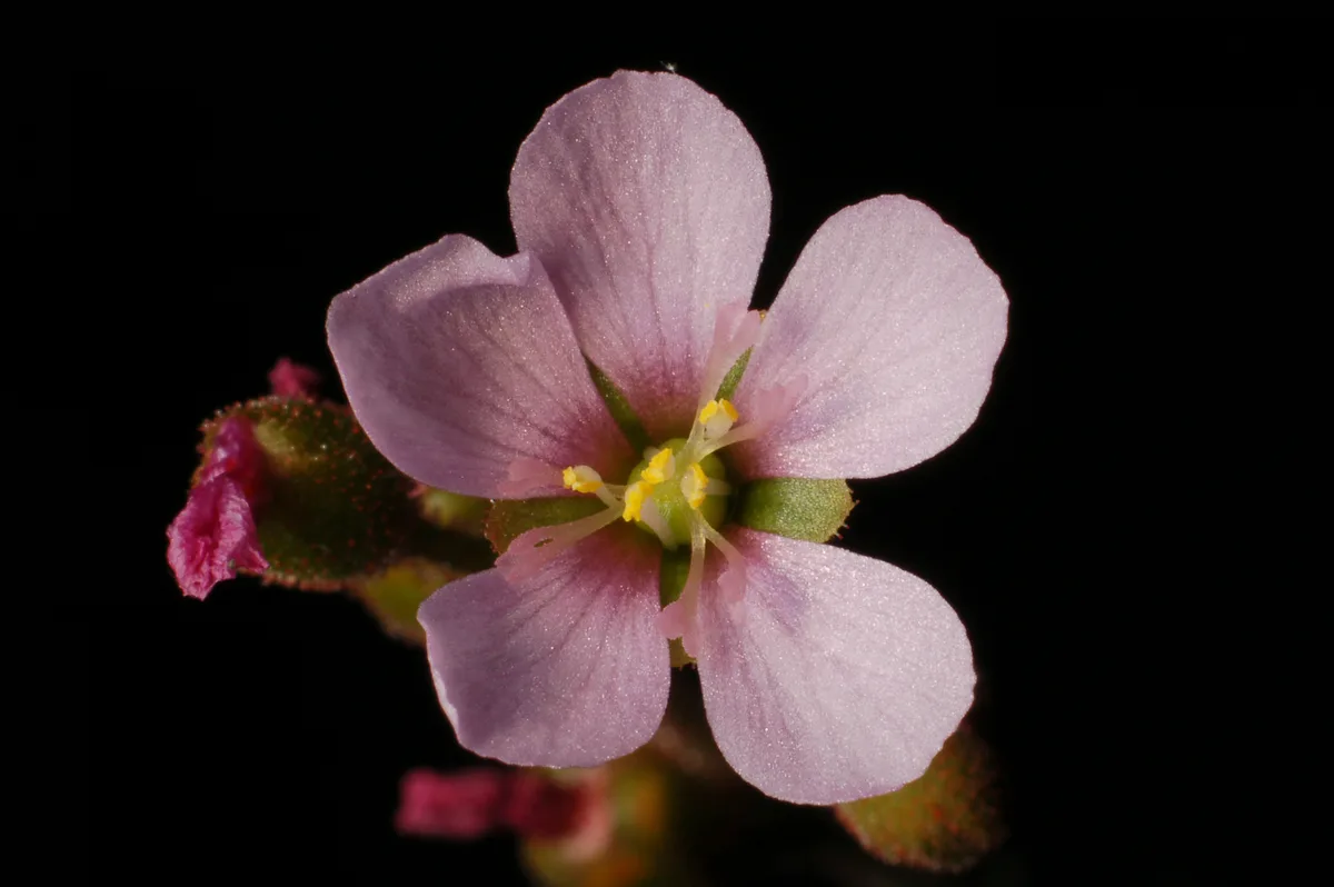 Diels Sundew (Drosera dielsiana)
